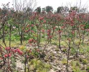 南汇天气预报60天